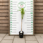 Ibištek sýrsky (Hibiscus syriacus ) ´Gandini Santiago´®- výška 120-130 cm, kont. C5L - NA KMIENKU